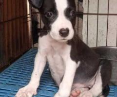 Pitbull Dog Dog/Puppy Available